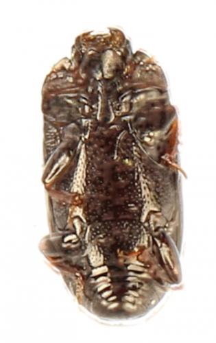 Réf. 290 412 : Paromalus parallelepipedus